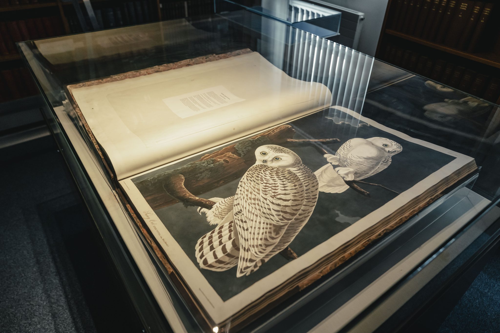 Birds of America: Royal College to widen access to rare book following grant award 